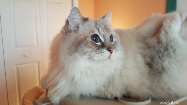 Bobbie & DiMaggio: How Ragdoll Cats Changed Our Family