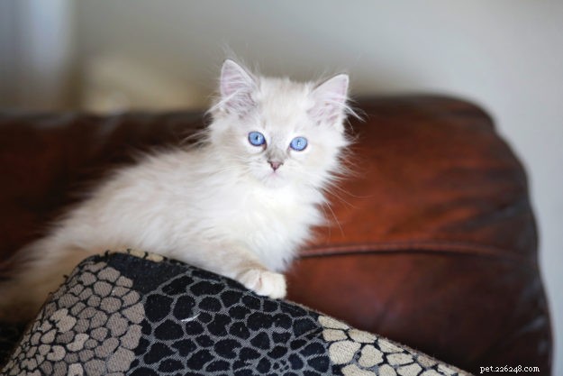 Introducing Memphis: The Charming Ragdoll Cat Featured This Week