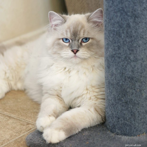 Introducing Memphis: The Charming Ragdoll Cat Featured This Week
