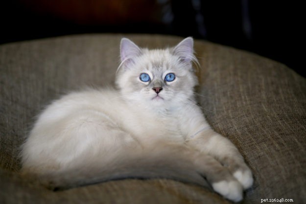 Introducing Memphis: The Charming Ragdoll Cat Featured This Week