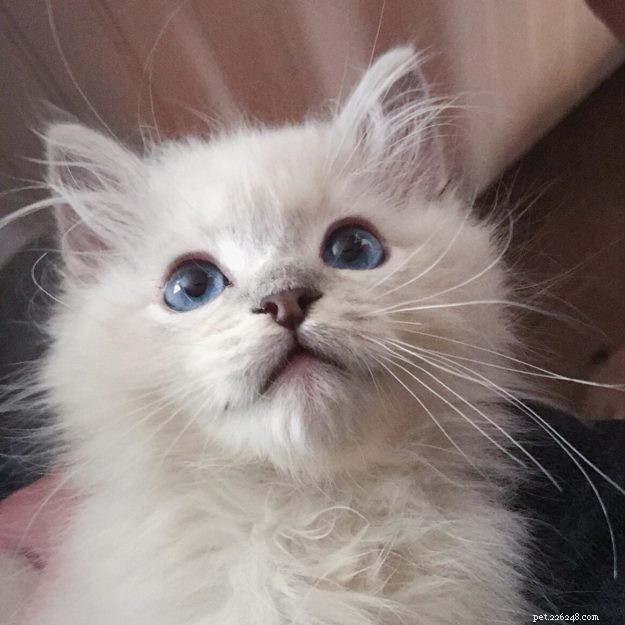 Introducing Memphis: The Charming Ragdoll Cat Featured This Week