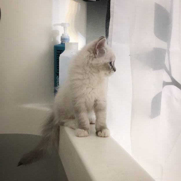 Introducing Memphis: The Charming Ragdoll Cat Featured This Week