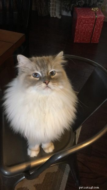 Introducing Memphis: The Charming Ragdoll Cat Featured This Week