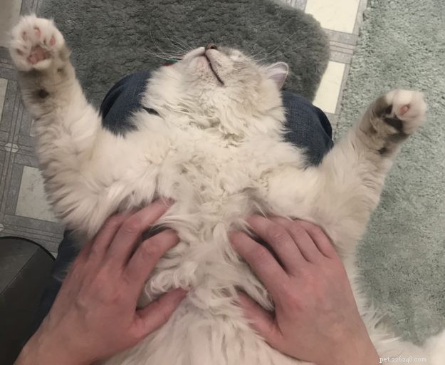 Introducing Memphis: The Charming Ragdoll Cat Featured This Week