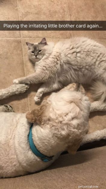 Introducing Memphis: The Charming Ragdoll Cat Featured This Week