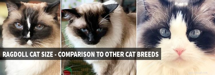Ragdoll Cat Size: How Big Are They Compared to Other Breeds?