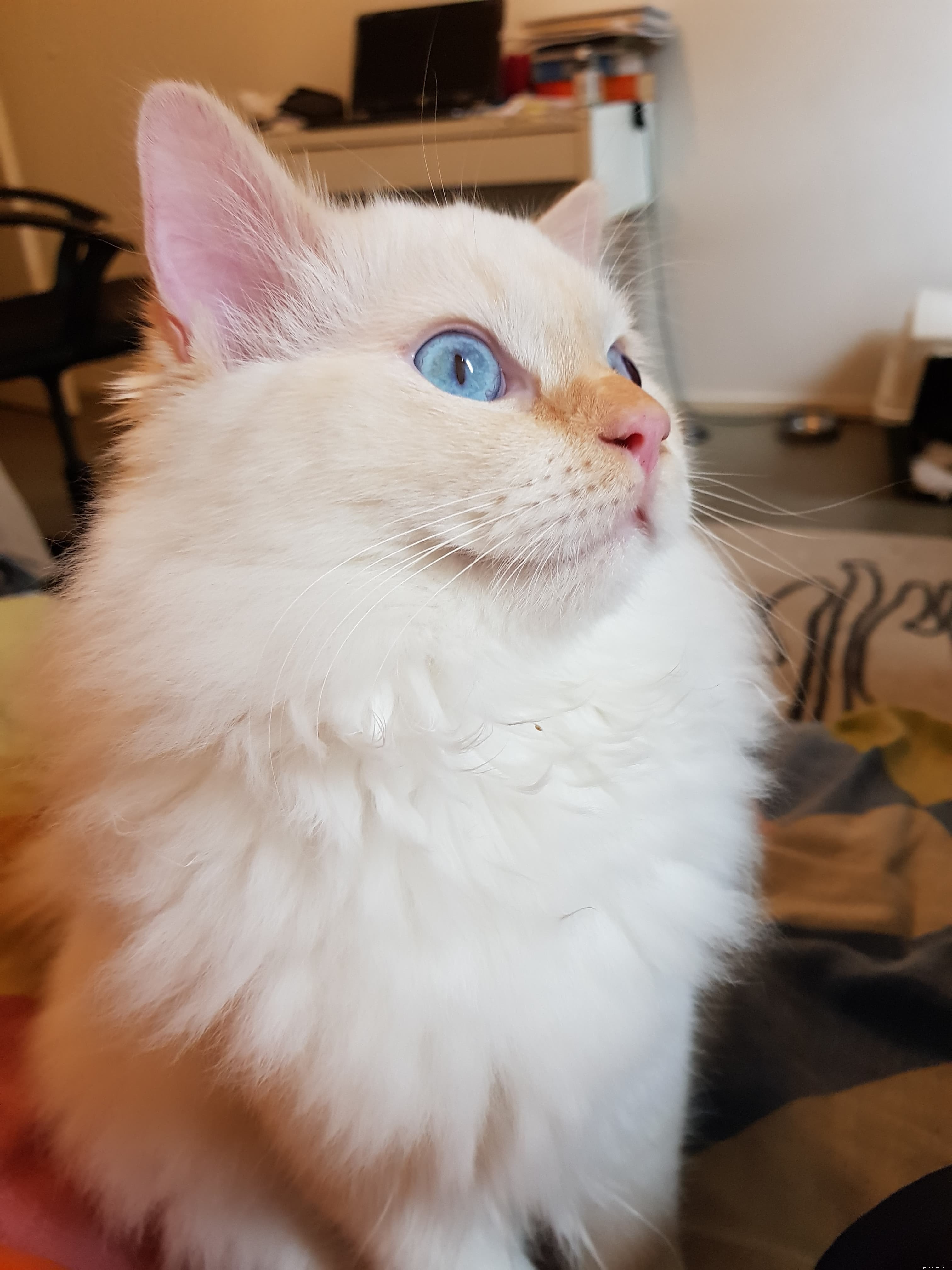 Ragdoll Cat Size: How Big Are They Compared to Other Breeds?