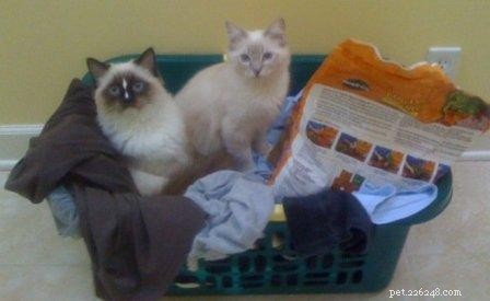 Ragdoll Cat Size: How Big Are They Compared to Other Breeds?