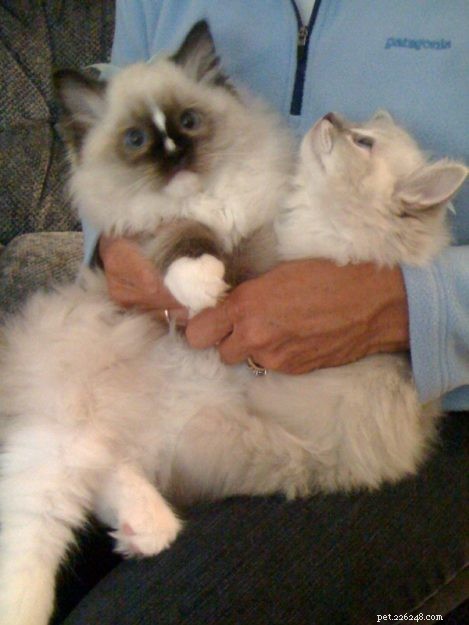 Ragdoll Cat Size: How Big Are They Compared to Other Breeds?