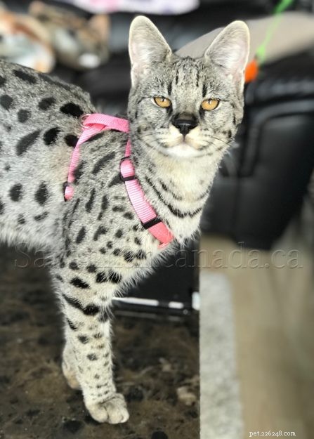Ragdoll Cat Size: How Big Are They Compared to Other Breeds?