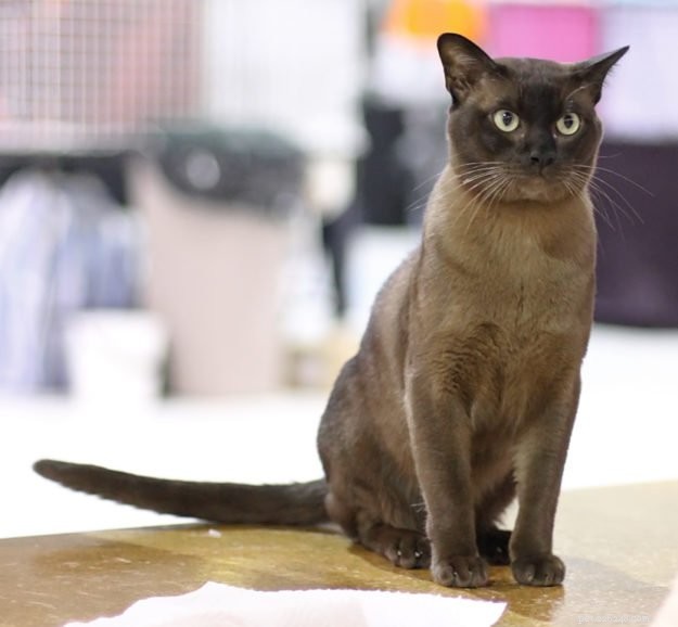 Ragdoll Cat Size: How Big Are They Compared to Other Breeds?