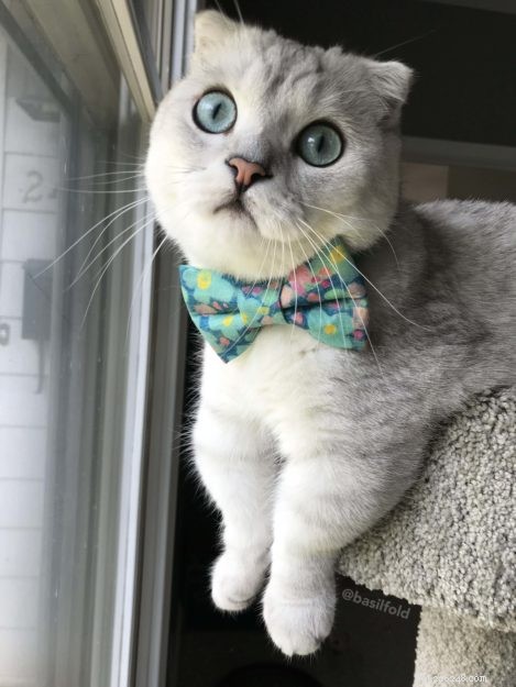 Ragdoll Cat Size: How Big Are They Compared to Other Breeds?