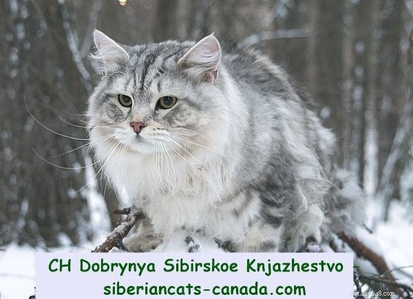 Ragdoll Cat Size: How Big Are They Compared to Other Breeds?