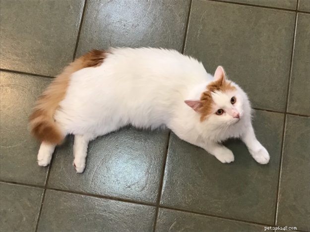 Ragdoll Cat Size: How Big Are They Compared to Other Breeds?