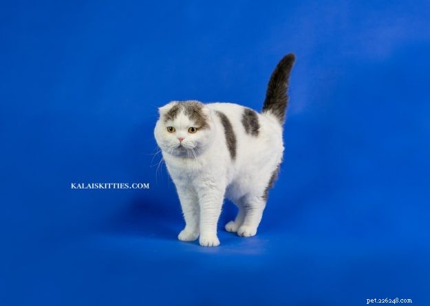 Ragdoll Cat Size: How Big Are They Compared to Other Breeds?