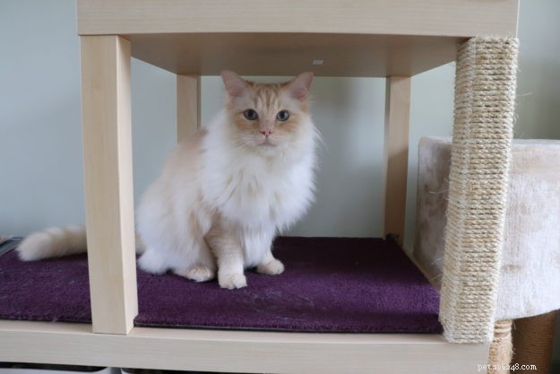 Build a Stylish Cat Tree from IKEA Furniture: A DIY Guide