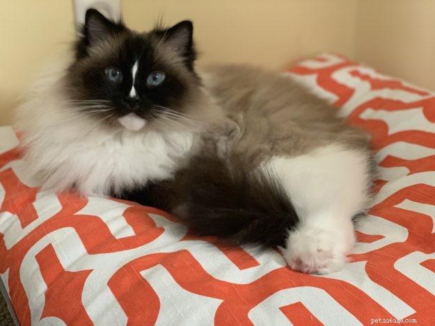 How Cats Boost Your Health: The Science Behind Feline Companionship