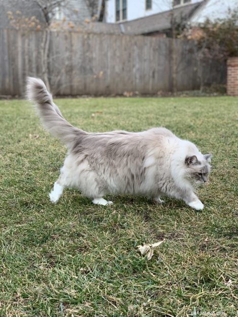 How Cats Boost Your Health: The Science Behind Feline Companionship