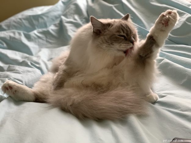 How Cats Boost Your Health: The Science Behind Feline Companionship