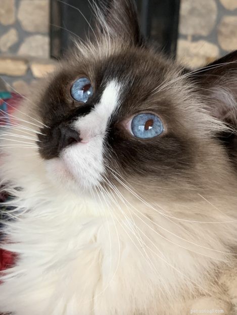 How Cats Boost Your Health: The Science Behind Feline Companionship