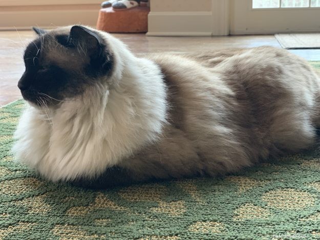How Cats Boost Your Health: The Science Behind Feline Companionship
