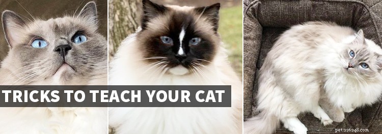 How to Train Your Cat: Proven Tricks & Easy Training Tips