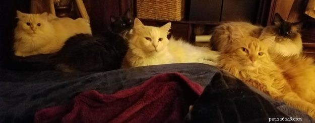Odin: The Ragdoll Rescue Story from New Orleans