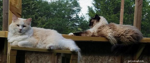 Odin: The Ragdoll Rescue Story from New Orleans