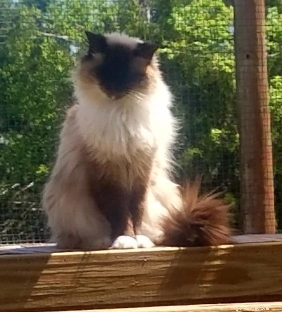 Odin: The Ragdoll Rescue Story from New Orleans