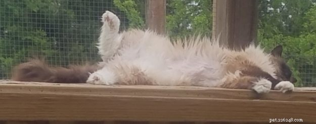 Odin: The Ragdoll Rescue Story from New Orleans