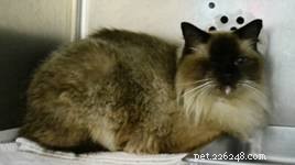 Odin: The Ragdoll Rescue Story from New Orleans