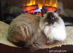 Odin: The Ragdoll Rescue Story from New Orleans