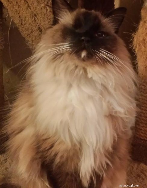 Odin: The Ragdoll Rescue Story from New Orleans