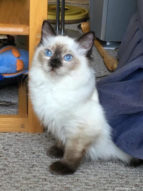 Emma: The Ragdoll That Captured Our Hearts