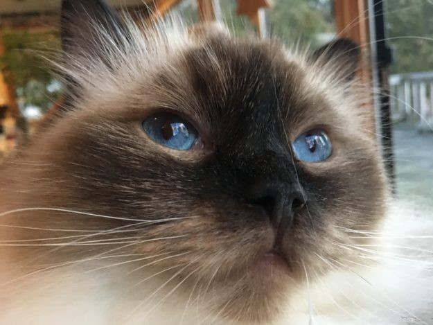 Emma: The Ragdoll That Captured Our Hearts