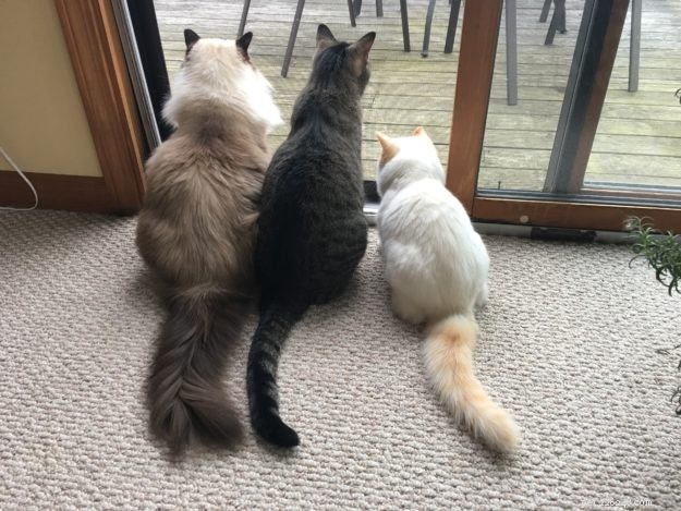 Emma: The Ragdoll That Captured Our Hearts