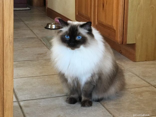 Emma: The Ragdoll That Captured Our Hearts