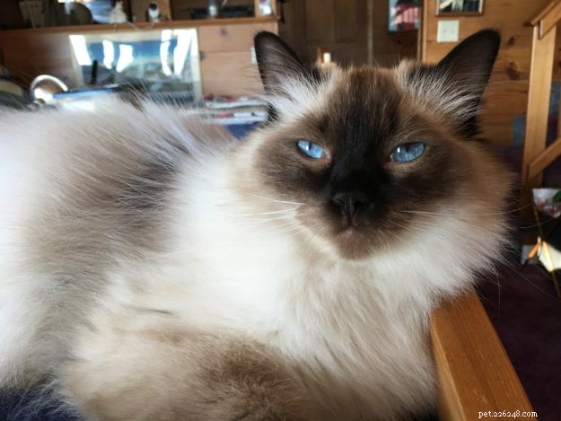 Emma: The Ragdoll That Captured Our Hearts