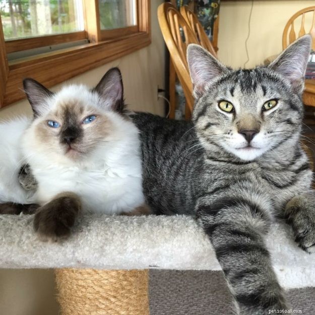 Emma: The Ragdoll That Captured Our Hearts