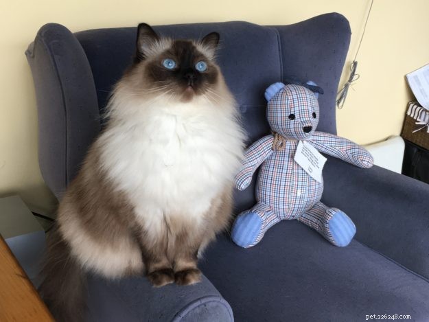Emma: The Ragdoll That Captured Our Hearts
