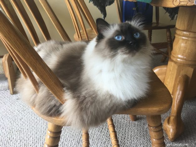 Emma: The Ragdoll That Captured Our Hearts