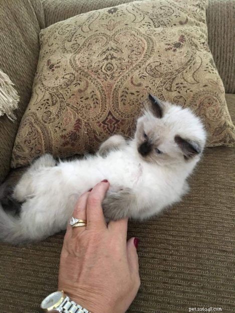 Meet Dolly: The Charming Ragdoll of the Week