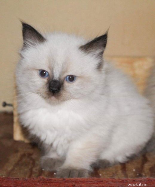 Meet Dolly: The Charming Ragdoll of the Week