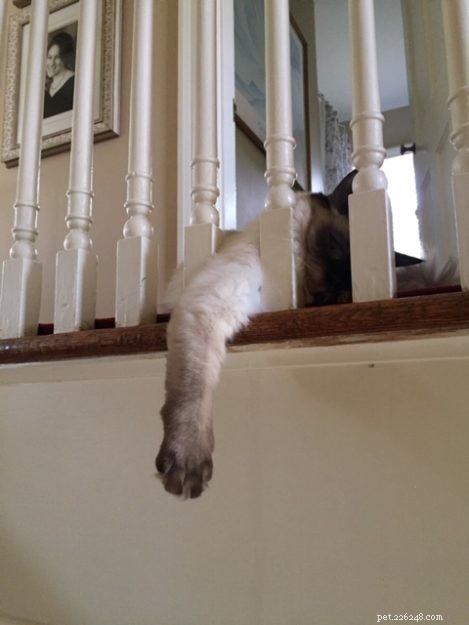 Meet Dolly: The Charming Ragdoll of the Week