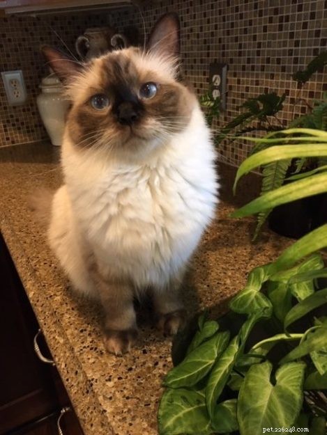 Meet Dolly: The Charming Ragdoll of the Week