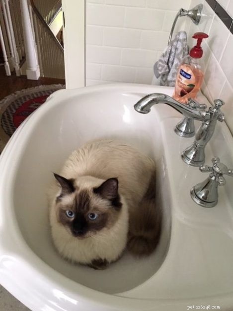 Meet Dolly: The Charming Ragdoll of the Week