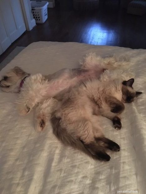 Meet Dolly: The Charming Ragdoll of the Week