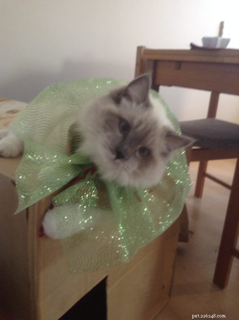 Meet Sir Oliver – The Ragdoll Kitten of the Month