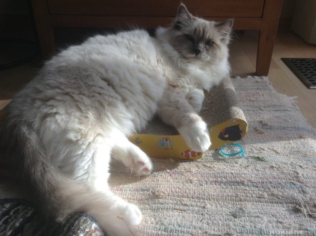 Meet Sir Oliver – The Ragdoll Kitten of the Month