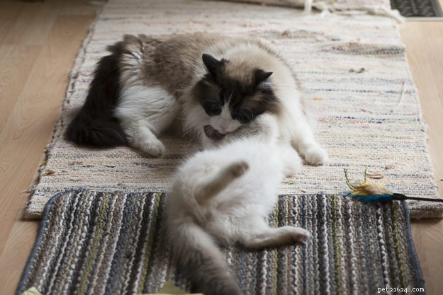 Meet Sir Oliver – The Ragdoll Kitten of the Month